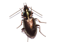 Agonum muelleri